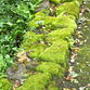 Dartington Gardens - photos ©Glyn Phillips