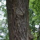 Dartington Gardens - photos ©Glyn Phillips